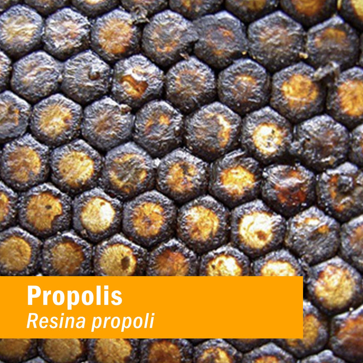 Propolis Extract for Immune System Support - 1 Ounce