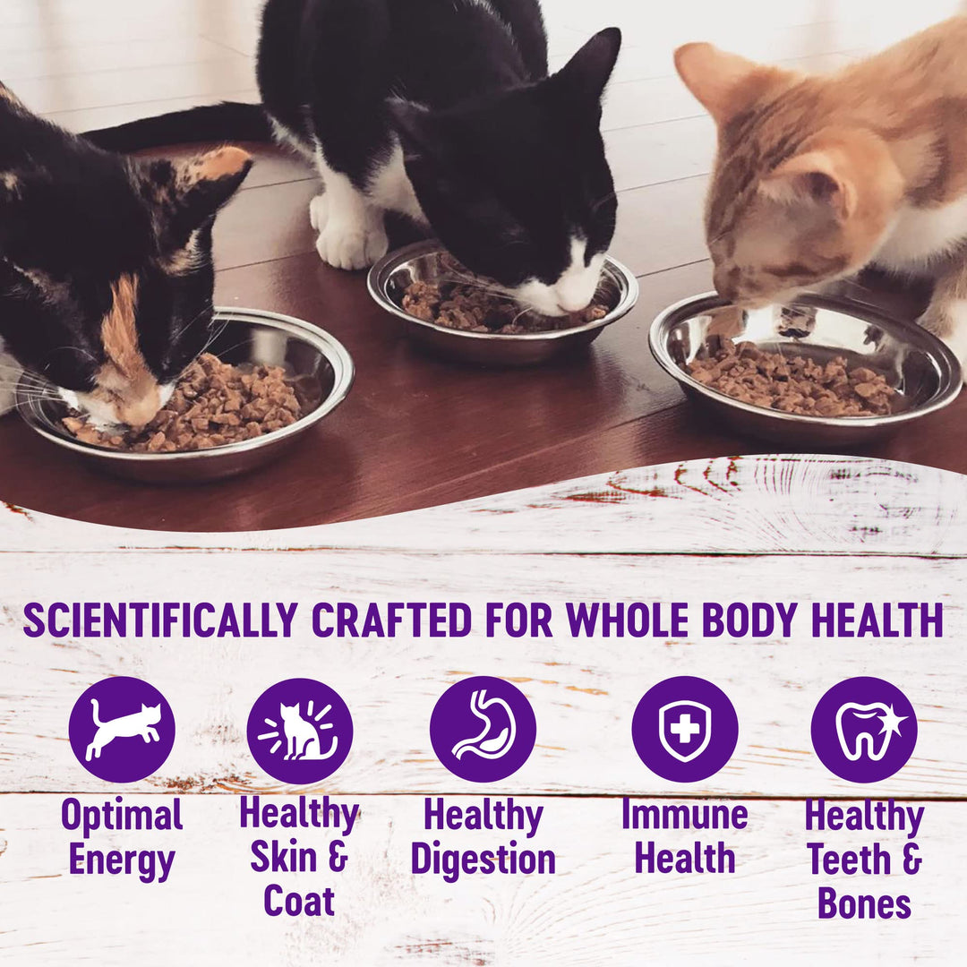 Complete Health Gravy Adult Wet Cat Food, Natural, Protein-Rich, Grain Free, 5.5 Ounce , 12 Pack, (Chicken Dinner)