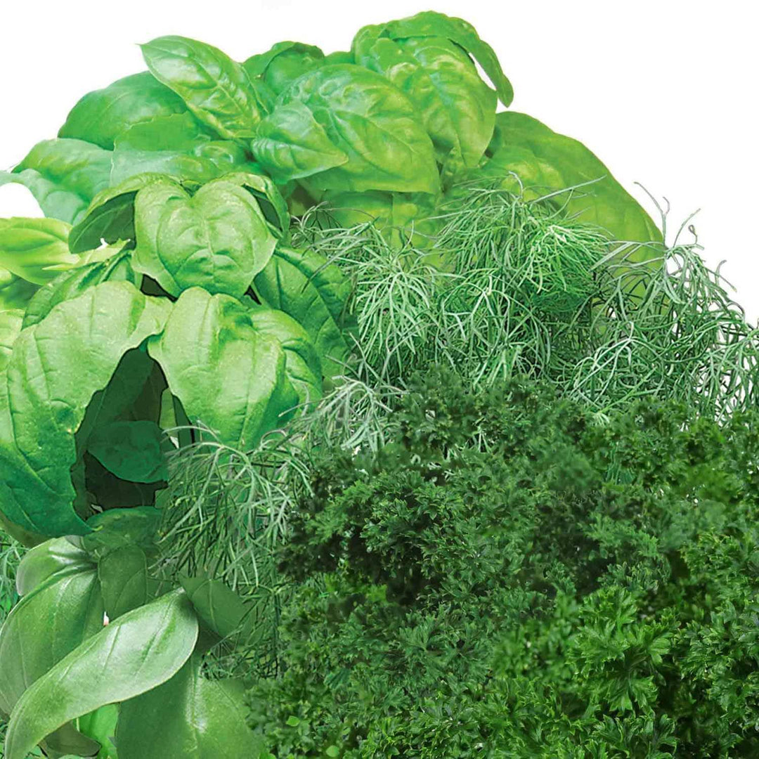 Gourmet Herb Seed pod Kit - Herb Seeds for Indoor Garden, 3-Pod