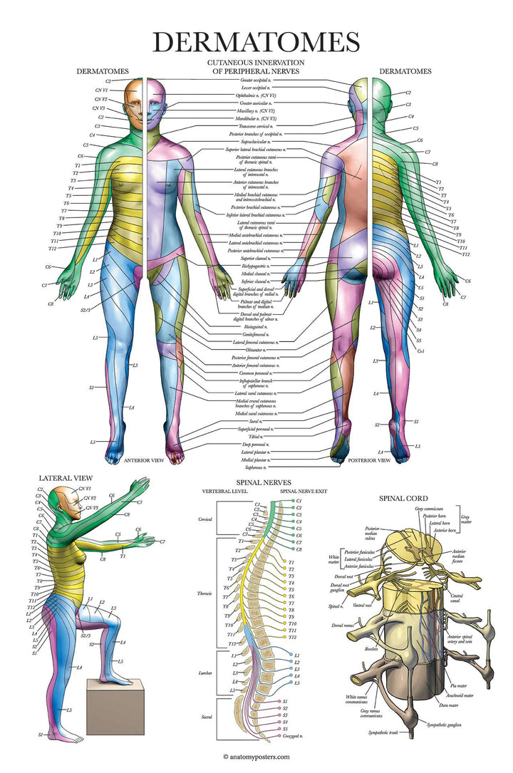 Dermatomes & Nervous System Anatomical Chart - Dermatomes Anatomy Poster