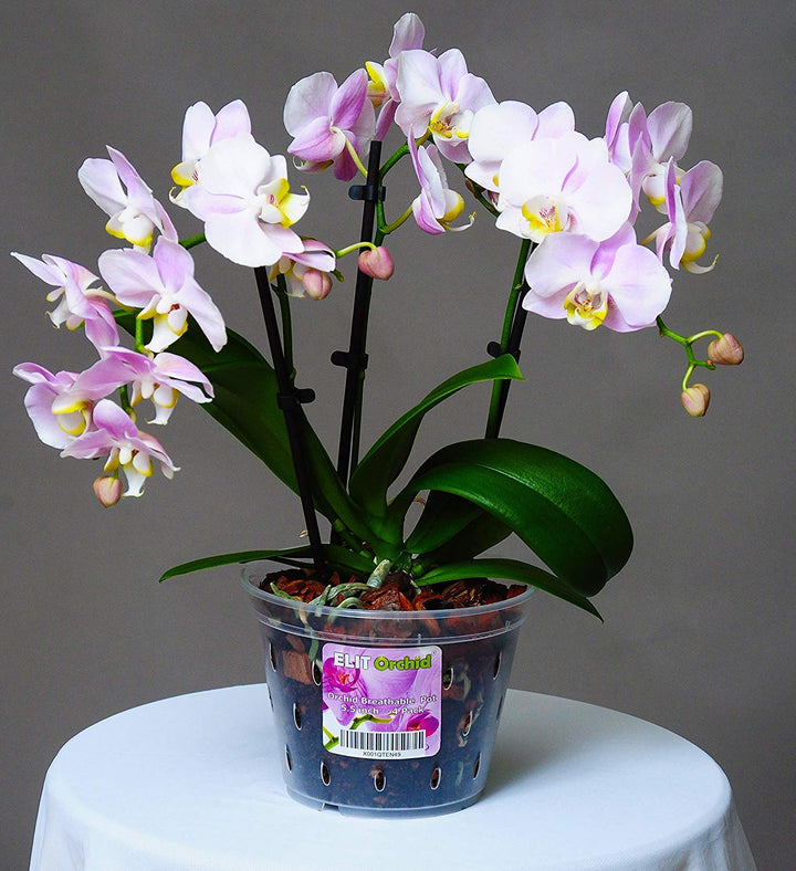 Orchid Pots with Holes Indoor Clear Plastic Plant Pot Set (5.5 - 4 Pack)