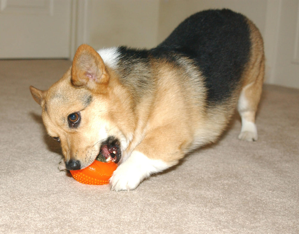 Everlasting Treat Bento Ball Tough Dog Chew Toy Small