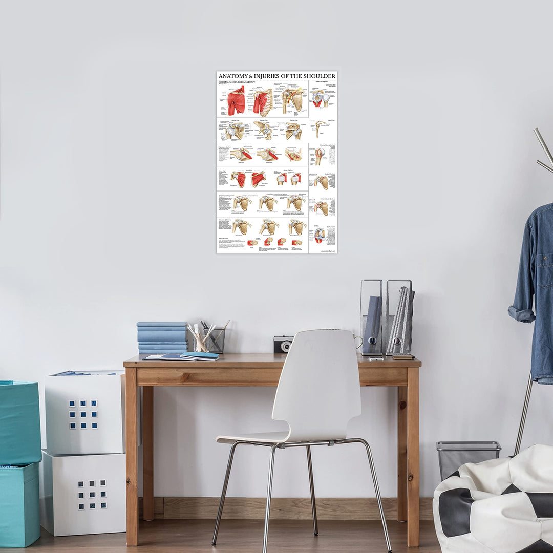 LAMINATED Anatomy and Injuries of the Shoulder Poster - Shoulder Joint Anatomical Chart