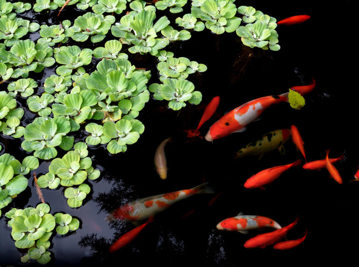 Manufacturing, Inc., Pondmaster 1000 Garden Pond Filter, 02211