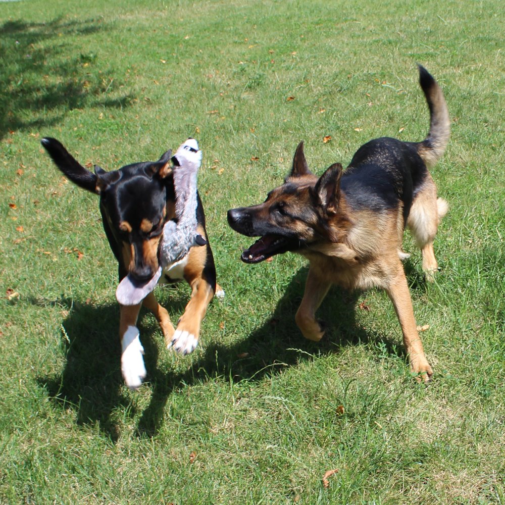 5 Pack Dog Squeaky Toys Three no Stuffing Toy and Two Plush with Stuffing for Small Medium Large Dog Pets (5 Pack)
