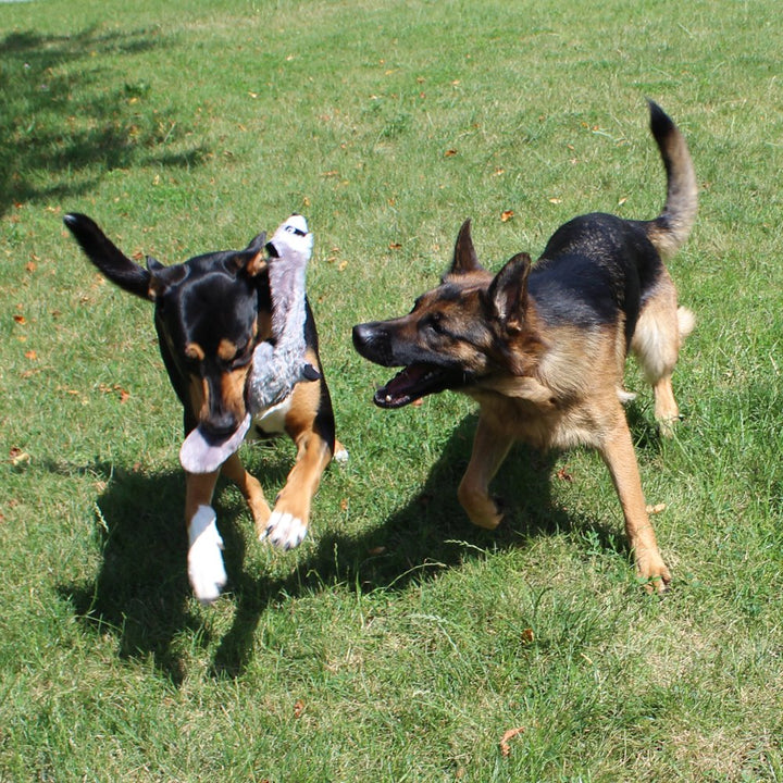 5 Pack Dog Squeaky Toys Three no Stuffing Toy and Two Plush with Stuffing for Small Medium Large Dog Pets (5 Pack)