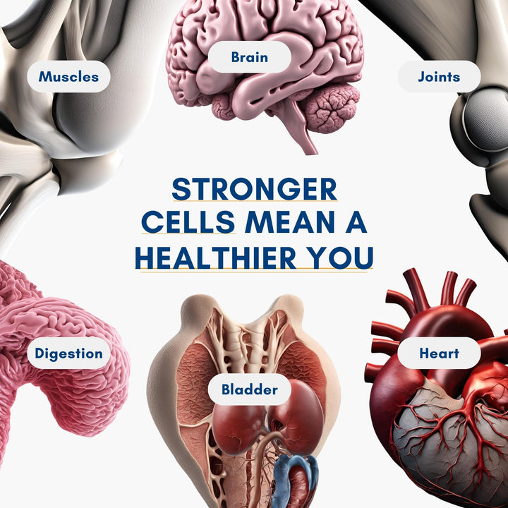 + Dietary Supplement for Cellular Health, Muscle Recovery, and Vibrant Aging