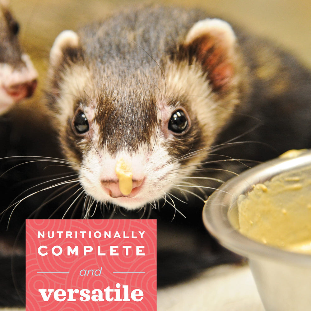 Critical Care Carnivore, Made with Whole Egg & Dried Chicken, Assist Feeding Formula for Carnivores, Cat Supplements, Ferret Food Recovery, Small Animal Pet Products, Made in USA, 70 Gram Bag