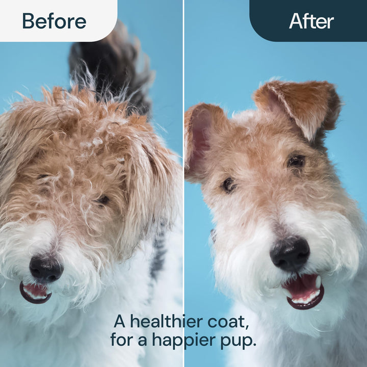 2-in-1 Dog Grooming Brush & Undercoat Rake - Deshedding Brush and Dematting Comb for Long or Short Haired Dogs - Anti-Shedding Pet Tool - Deshedding Tool