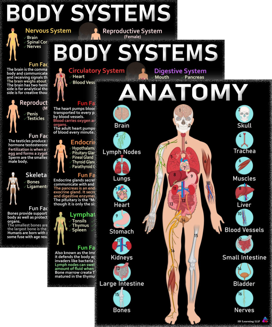 Human Anatomy and Body Systems Posters Laminated 14x19.5 – Science Educational Charts, Classroom Posters and Decorations, Back to School Supplies, Learning Posters for Biology Class, STEM and STEAM