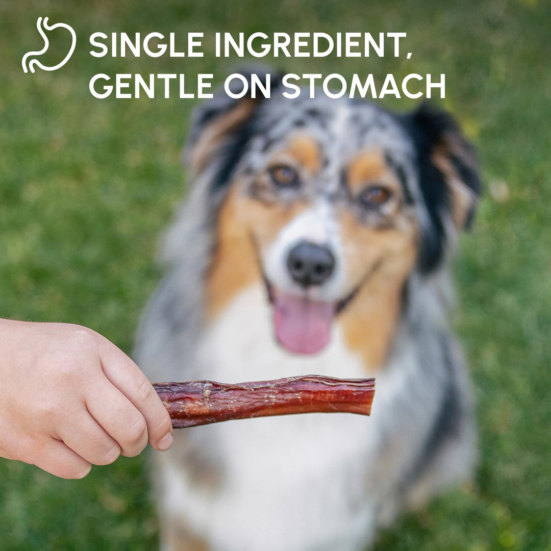 6-inch Bully Sticks for Dogs, Pack of 10 - Single Ingredient, Nutrient-Rich and Odor Free Bully Sticks for Dogs - Rawhide Free Dog Chews Long Lasting and Non-Splintering