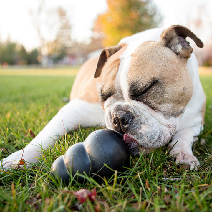 Extreme Dog Toy - Fetch & Chew Toy - Treat-Filling Capabilities & Erratic Bounce for Extended Play Time Most Durable Natural Rubber Material - for Power Chewers - for Medium Dogs