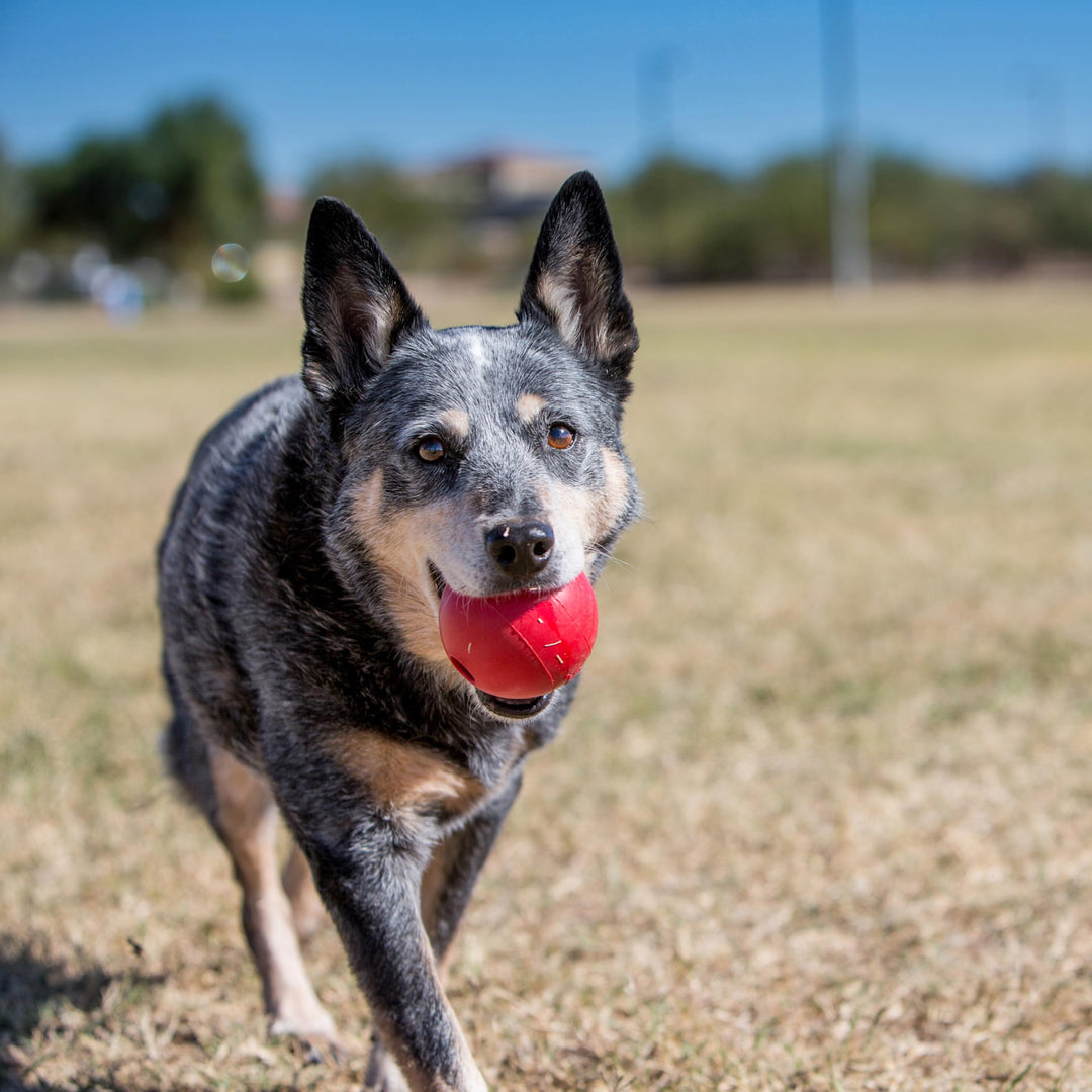 Ball with Hole - Durable Dog Fetch Toy for Training, Interactive Playtime & More - Classic Natural Rubber Ball - Red - For Small Dogs