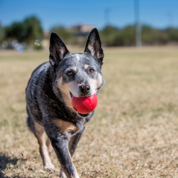 Ball with Hole - Durable Dog Fetch Toy for Training, Interactive Playtime & More - Classic Natural Rubber Ball - Red - For Small Dogs