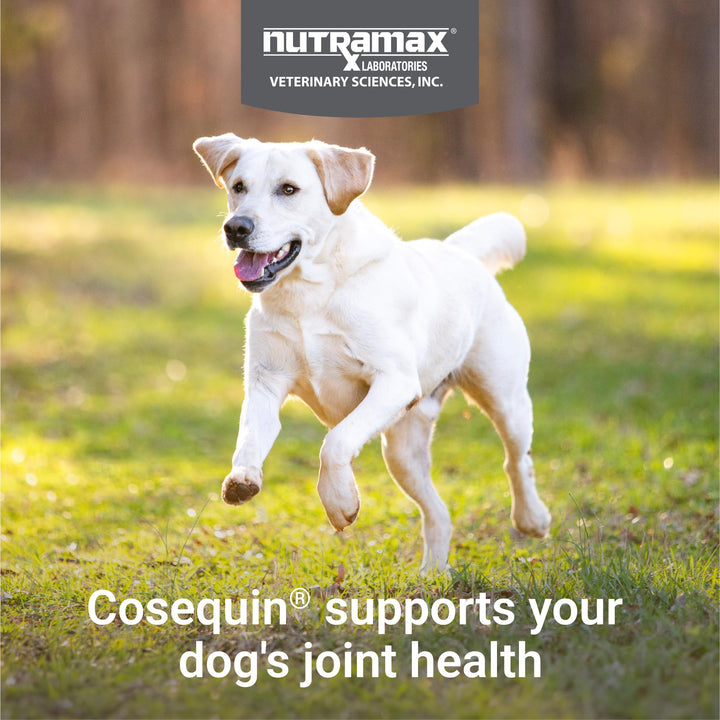 Cosequin Maximum Strength Joint Health Supplement for Dogs - With Glucosamine, Chondroitin, and MSM, 60 Chewable Tablets