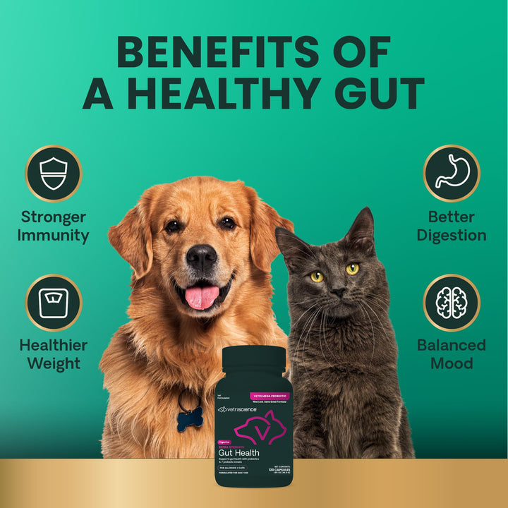 VetriScience Extra Strength Gut Health Probiotic & Prebiotic Digestive Supplements for Dogs & Cats, Gas & Diarrhea & Immune Support, Easy-Open Capsules, 120 Count - New Look
