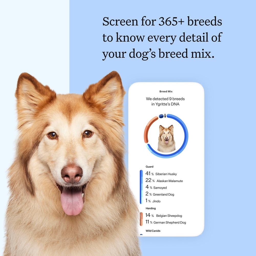 Health Panel Breed Discovery Dog DNA Kit: Most Accurate Dog Breed Identification, Test for 365+ Breeds, MDR1 Health Test, Ancestry, Relatives