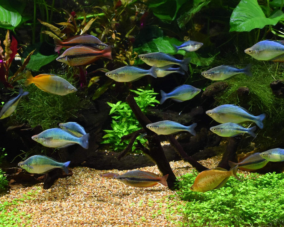 Pristine Aquarium Treatment, 250ml, Model Number: 67112410