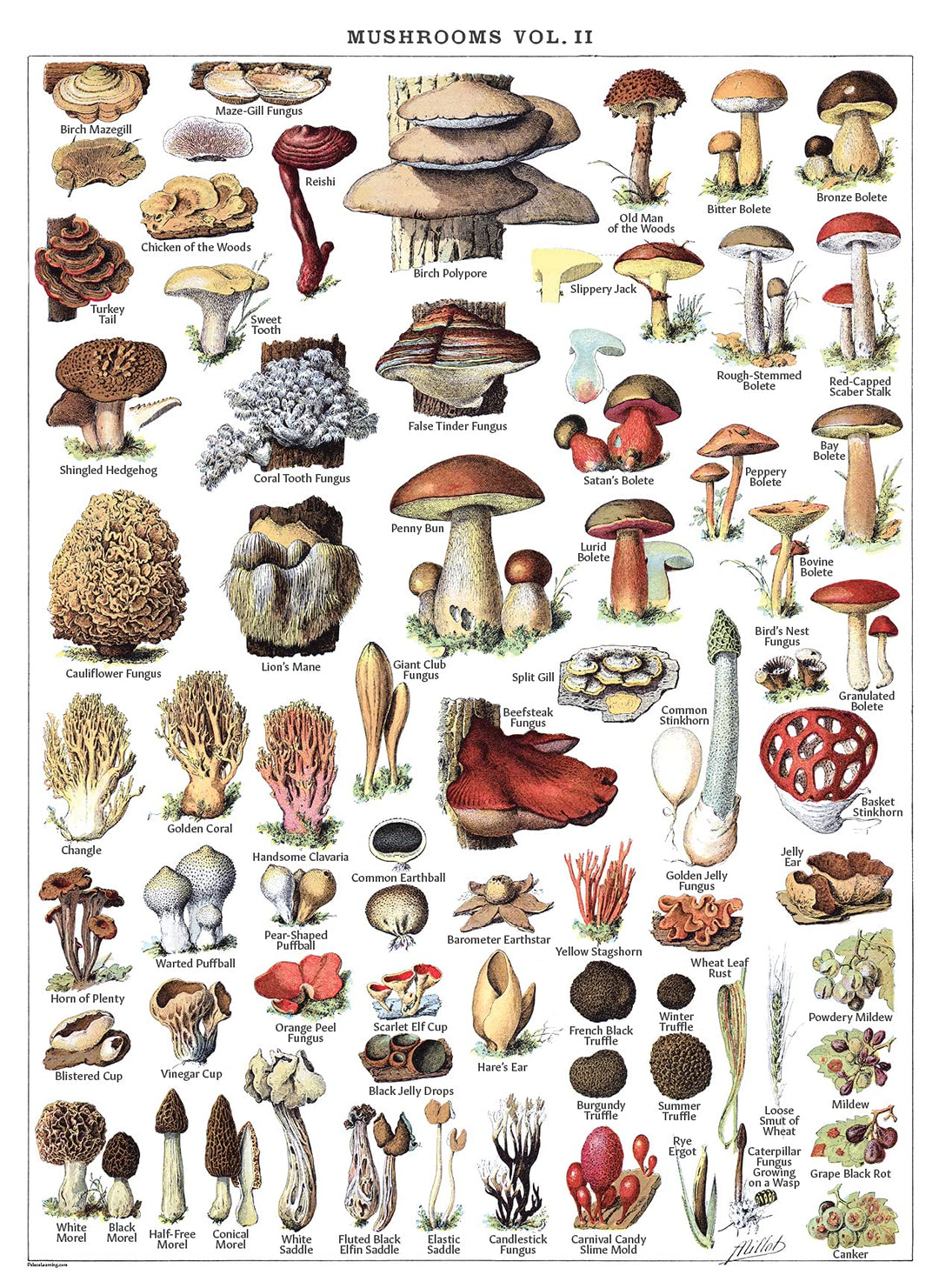 Vintage Mushroom Poster Prints - Mycology & Fungi Botanical Identification Reference Chart Volume 1 & 2 (LAMINATED, 18 x 24)