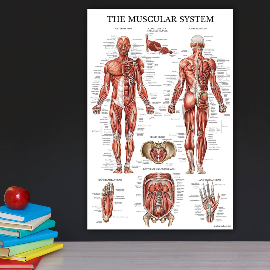 3 Pack - Muscle + Skeleton + Ligaments of the Joints Anatomy Poster Set - Muscular and Skeletal System Anatomical Charts - Laminated 18 x 24