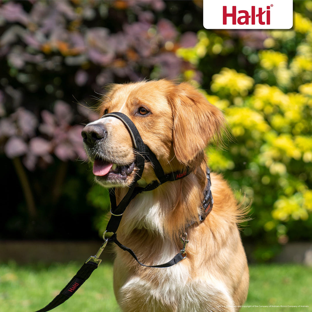 HALTI Headcollar - To Stop Your Dog Pulling on the Leash. Adjustable, Reflective and Lightweight, with Padded Nose Band. Dog Training Anti-Pull Collar for Small Dogs (Size 1, Black)