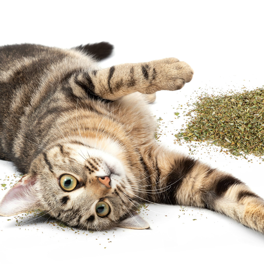 Worldwise Certified Organic Catnip, 2-oz Canister