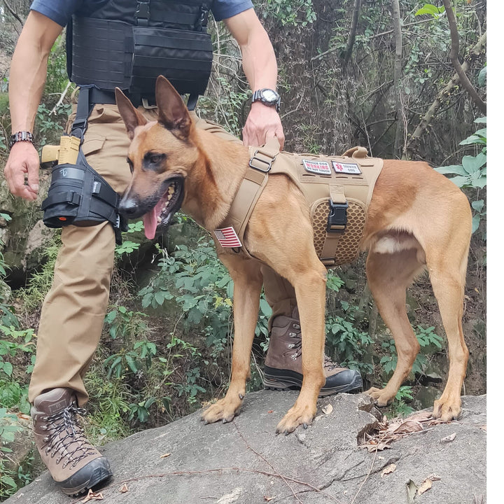 Service Dog in Training Vest, Service Dog Harness, Service Dog Vest for Large Dogs Breed, Large Tactical Dog Harness with Service Dog Patches