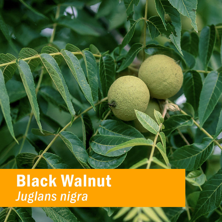 Black Walnut Liquid Extract for Cleansing and Detoxifying - 1 Ounce