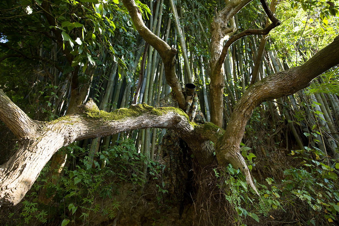 3D Leafy Camo Poncho Camoflage Woodland Cape Lightweight Ghillie Suit for Men, Ghillie Hood for Turkey Hunting Bird Watching Military Training Outdoor Airsoft Wildlife Photography Halloween