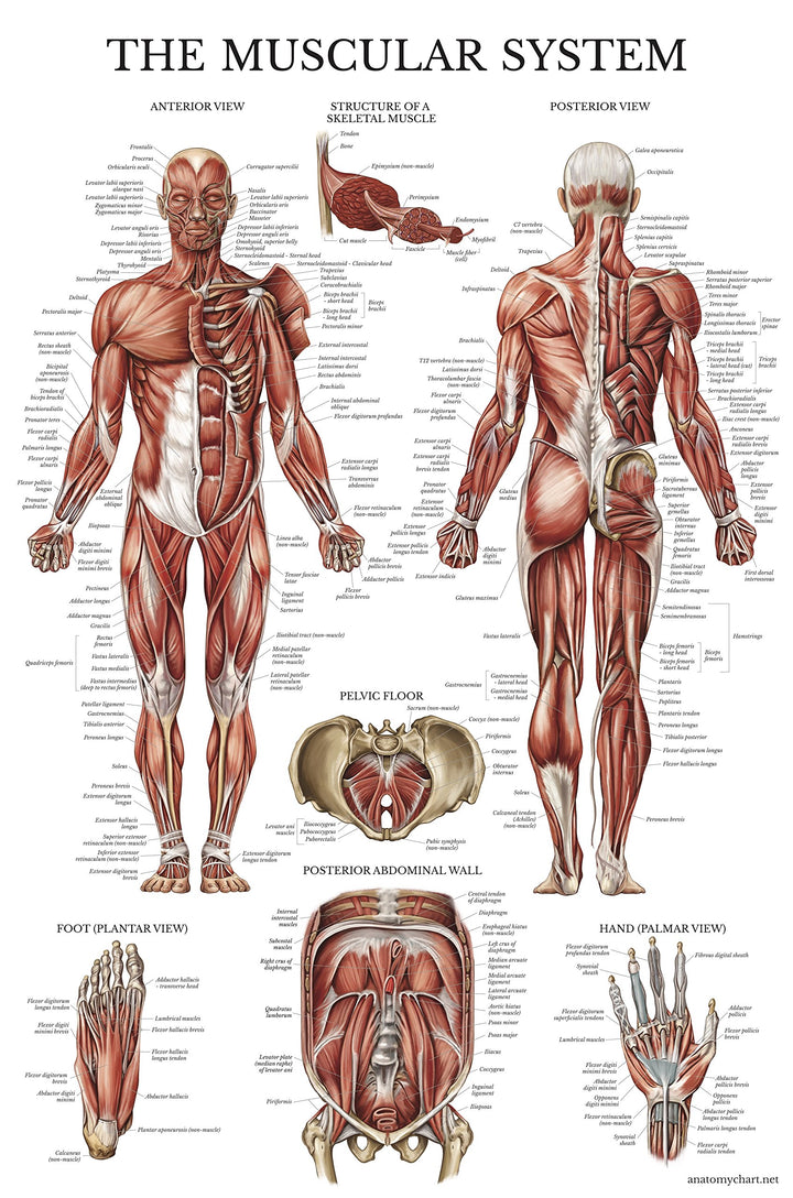 Muscular System Anatomical Poster - LAMINATED - Muscle Anatomy Chart - Double Sided (18 x 27)