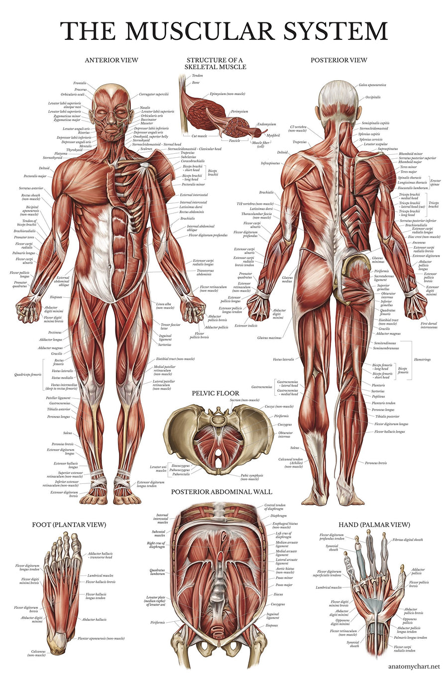 Muscular System Anatomical Poster - LAMINATED - Muscle Anatomy Chart - Double Sided (18 x 27)