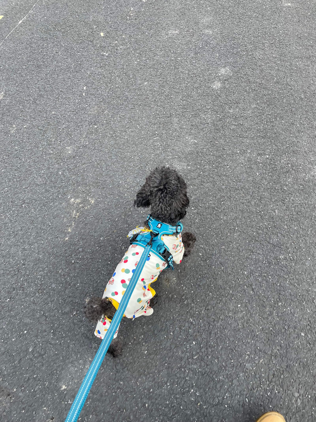 Reflective Dog Leash Puppy Walking Lead, Padded Pet Chain Rope,Length 200cm Truelove TLL2111(Blue,M)