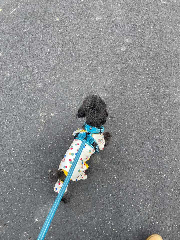 Reflective Dog Leash Puppy Walking Lead, Padded Pet Chain Rope,Length 200cm Truelove TLL2111(Blue,M)