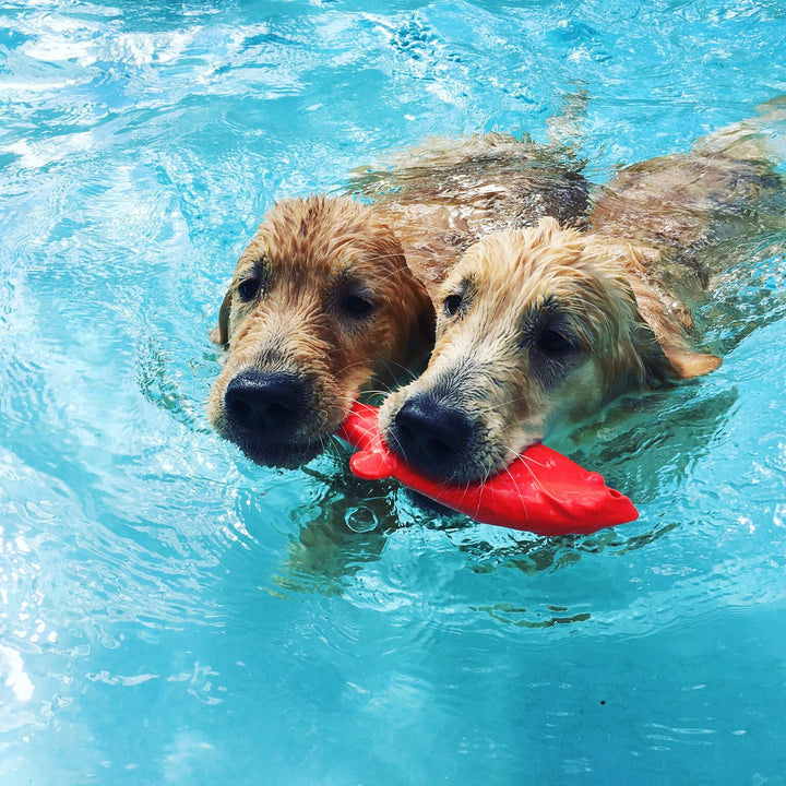 Flying Fish - Durable Floating Dog Toy for Water & Land Play - for All Breeds - Made in The USA - Bright Neon Colors for Visibility and Fun