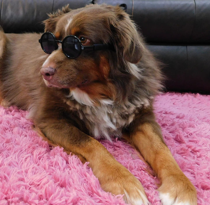 G001 Medium Breeds 20-40 lbs Dog Cat Pet Costume Prop Round Sunglasses (Black)