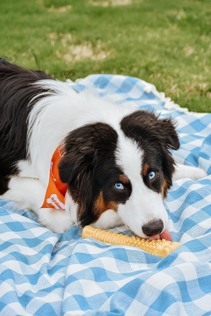 Textured Knuckle Bone Power Chew Toy for Dogs, Durable & Tough Dog Toys for Aggressive Chewers, Peanut Butter Flavor, X-Large - Over 50 Ibs, 1 Count