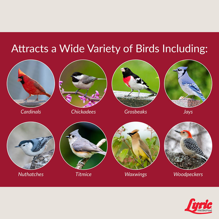 Fruit and Nut Wild Bird Seed - High Energy Wild Bird Food Mix - Attracts Woodpeckers, Chickadees & Other Songbirds - 20 lb bag