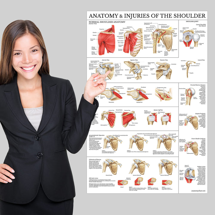 LAMINATED Anatomy and Injuries of the Shoulder Poster - Shoulder Joint Anatomical Chart
