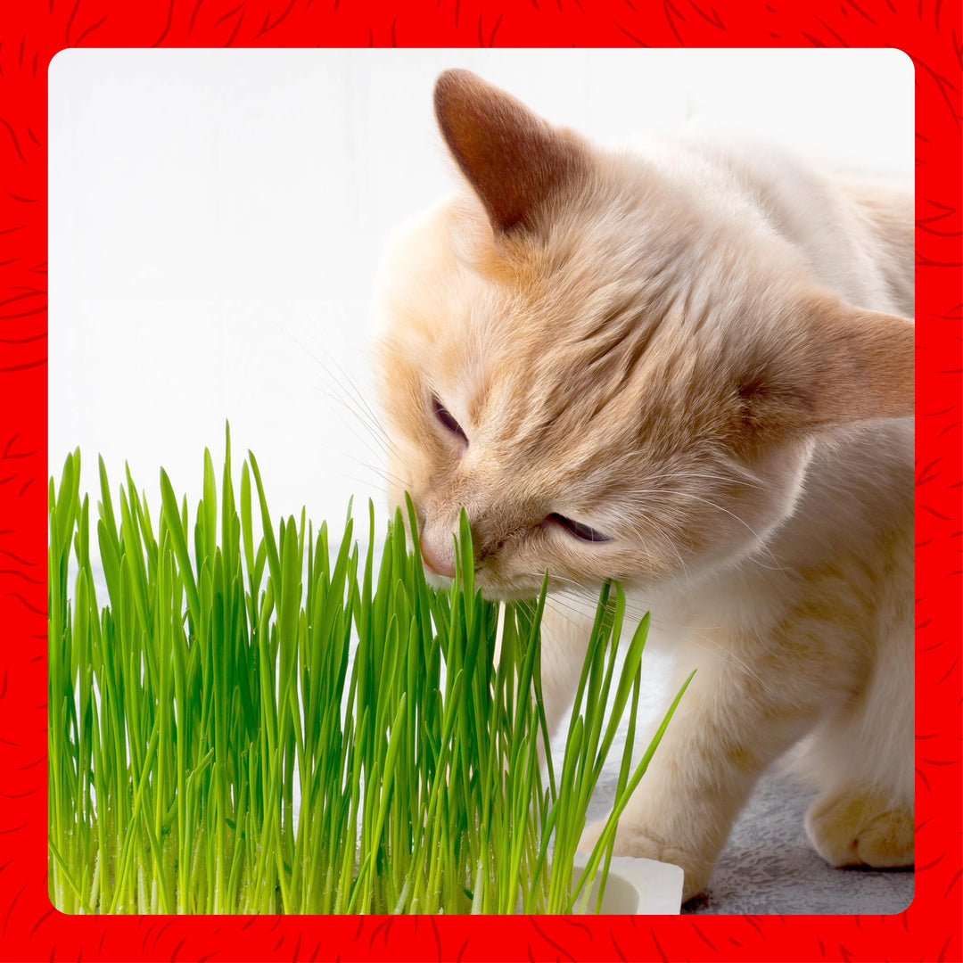Cat-A'bout Cat Grass For Indoor Cats, 5.25 oz, Cat Grass Growing kit for all cats, Cat Grass Growing Kit Includes Potting Mix, Seeds, and Container