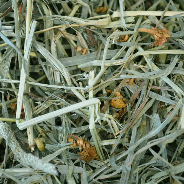 Animal Health, Botanical Western Timothy Hay, Guinea Pig Hay, Small Pet Bunny Supplies, All Natural Grass for Guinea Pig, Bunny, Chinchilla & Hamster, Rabbit Supplies, 15 oz bag