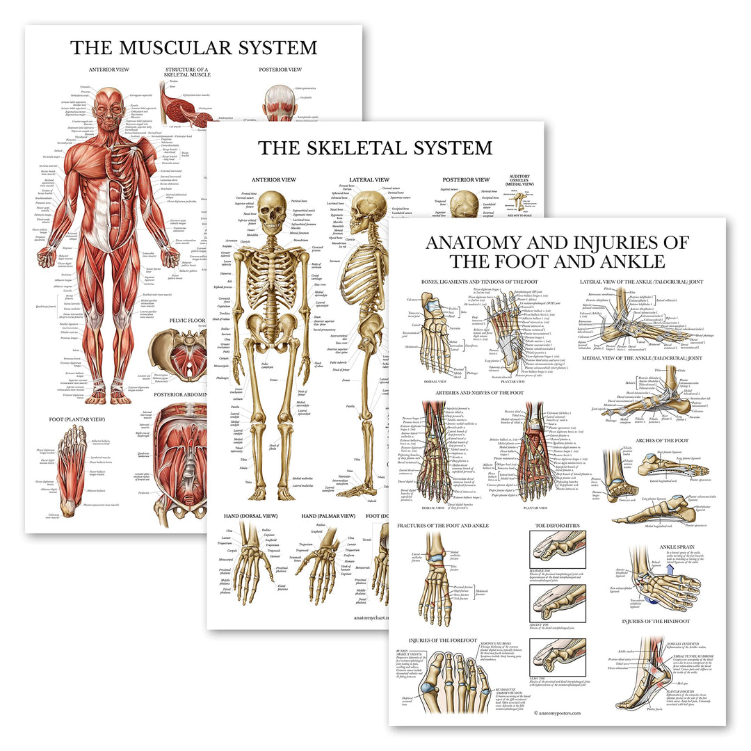 3 Pack - Muscle + Skeleton + Anatomy & Injuries of the Foot and Ankle Poster Set - Muscular and Skeletal System Anatomical Charts - Laminated - 18 x 24