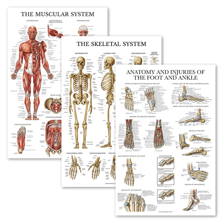 3 Pack - Muscle + Skeleton + Anatomy & Injuries of the Foot and Ankle Poster Set - Muscular and Skeletal System Anatomical Charts - Laminated - 18 x 24