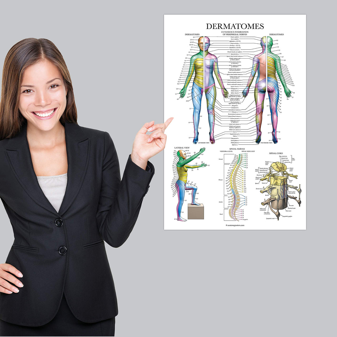 Dermatomes & Nervous System Anatomical Chart - Dermatomes Anatomy Poster
