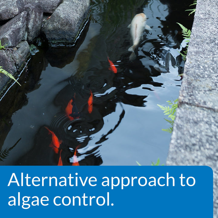 PONDCARE MICROBIAL ALGAE CLEAN Biological Inhibitor of Green Water, Alternative approach to algae control, 16-Ounce Bottle