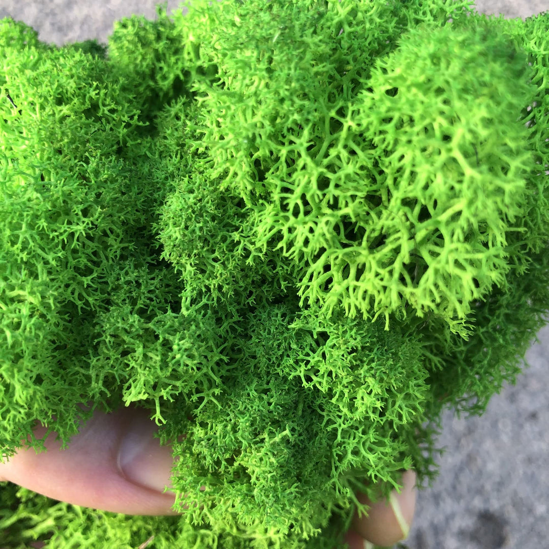 Prefleur Preserved Reindeer Craft Moss Natural Green DIY Kit Gardenning Art Wall Decor Florist Easter Table Decor Wedding Decor (0.85lb)(Green-02)
