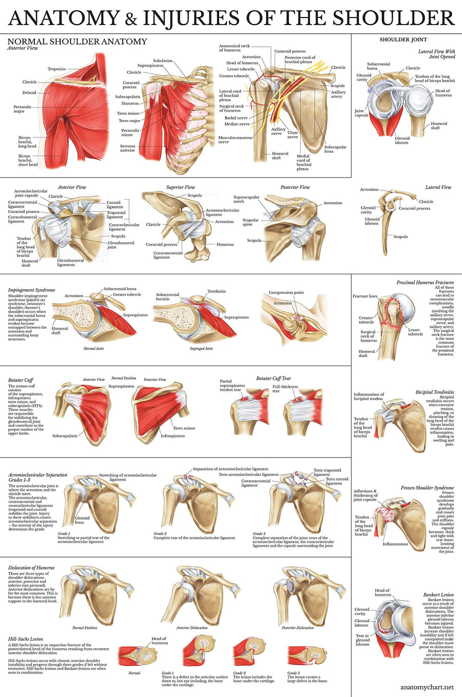 LAMINATED Anatomy and Injuries of the Shoulder Poster - Shoulder Joint Anatomical Chart
