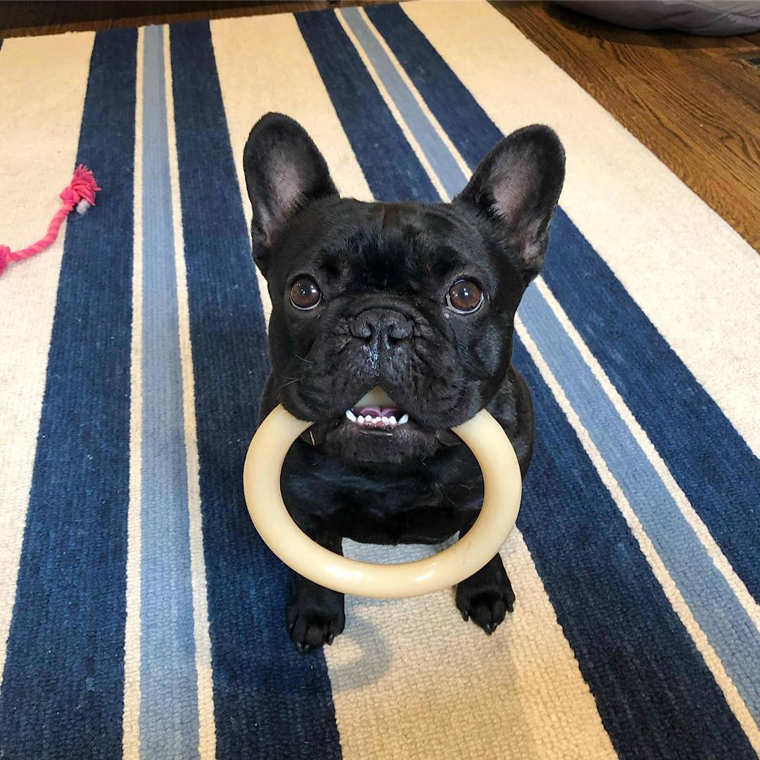 Ring Bone Power Chew Toy for Dogs, Dog Toys for Aggressive Chewers, Original Flavor, Large - Up to 50 lbs, 1 Count