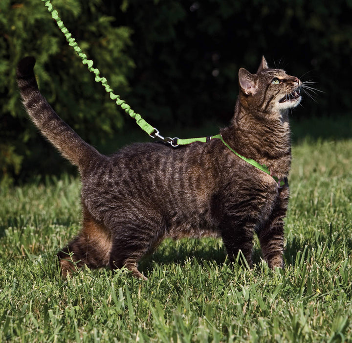 Come with Me Kitty Harness and Bungee Leash, Medium, Lime