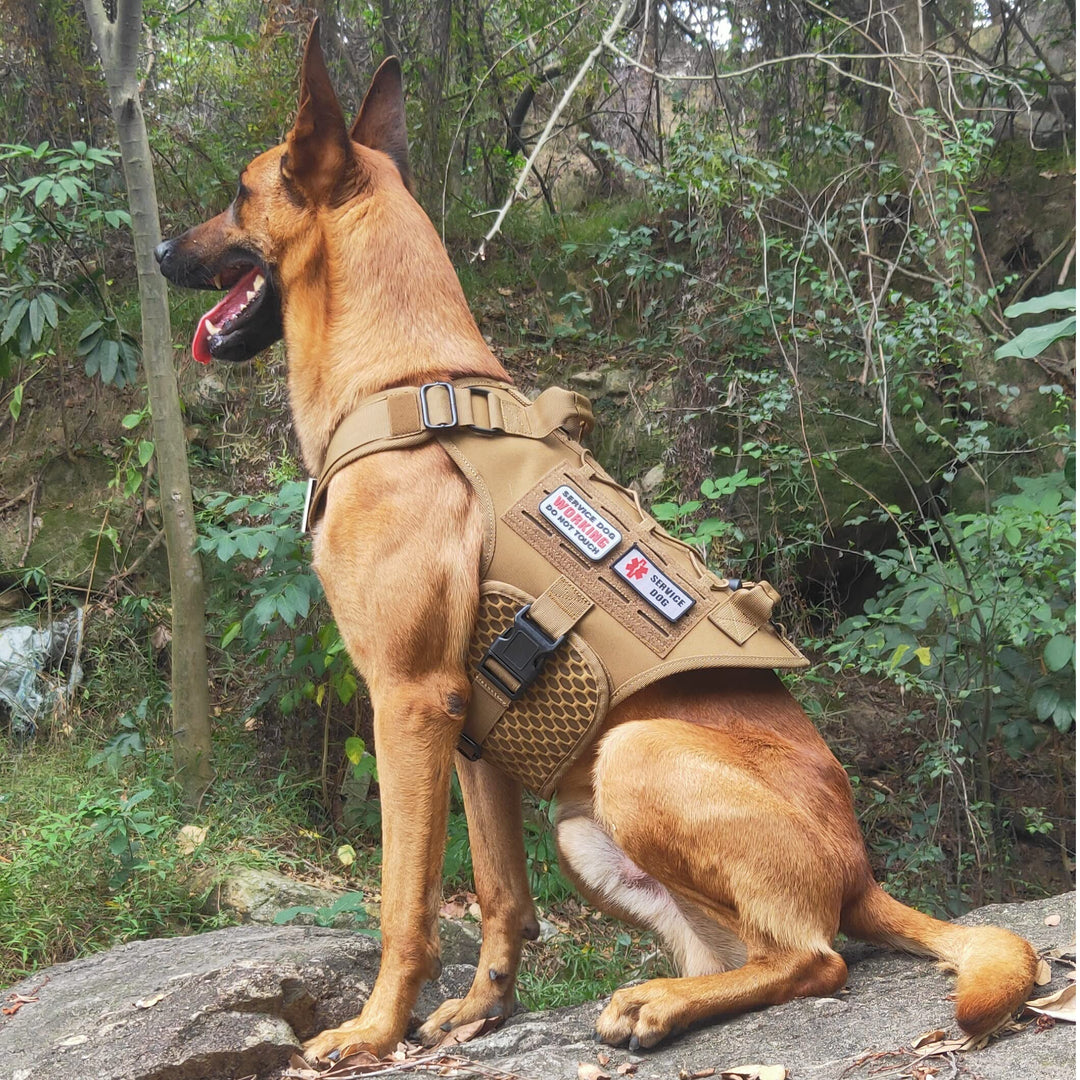 Service Dog in Training Vest, Service Dog Harness, Service Dog Vest for Large Dogs Breed, Large Tactical Dog Harness with Service Dog Patches