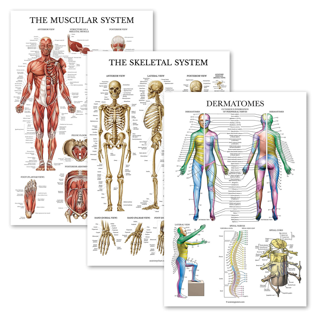 3 Pack - Muscle + Skeleton + Dermatomes Anatomy Poster Set - Muscular and Skeletal System Anatomical Charts - Laminated - 18 x 24
